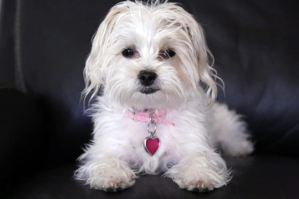 Morkie
