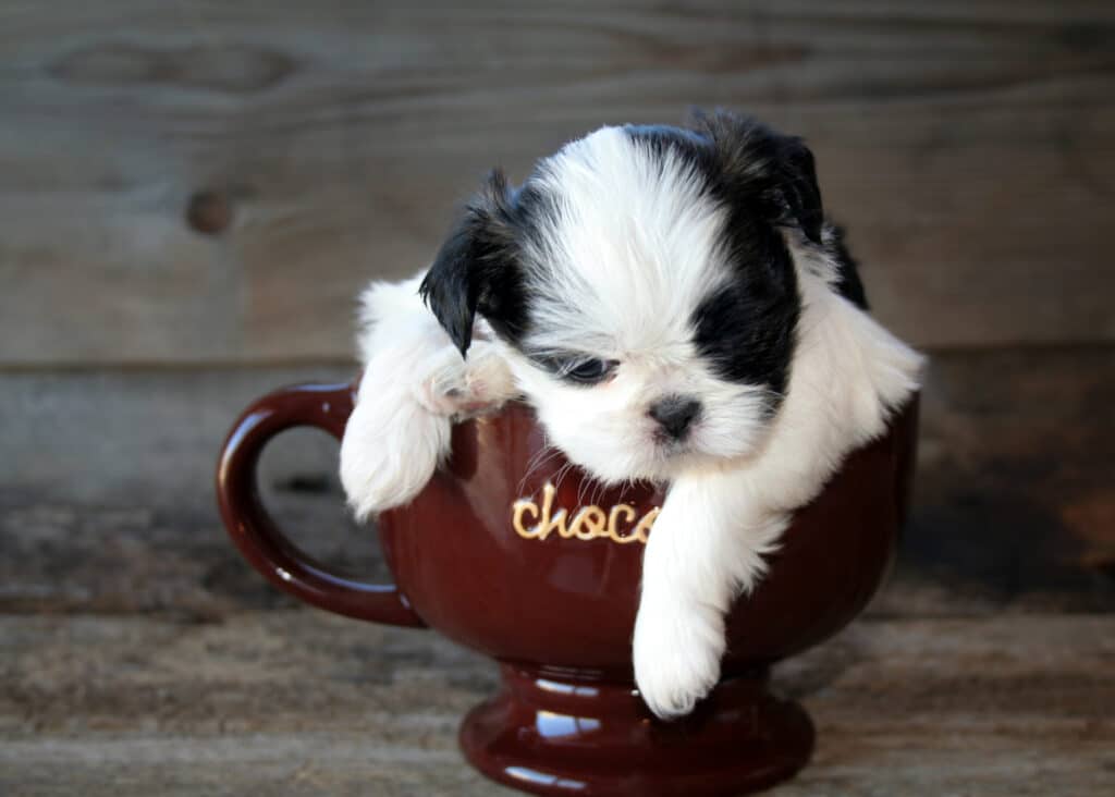 Teacup Shih Tzu