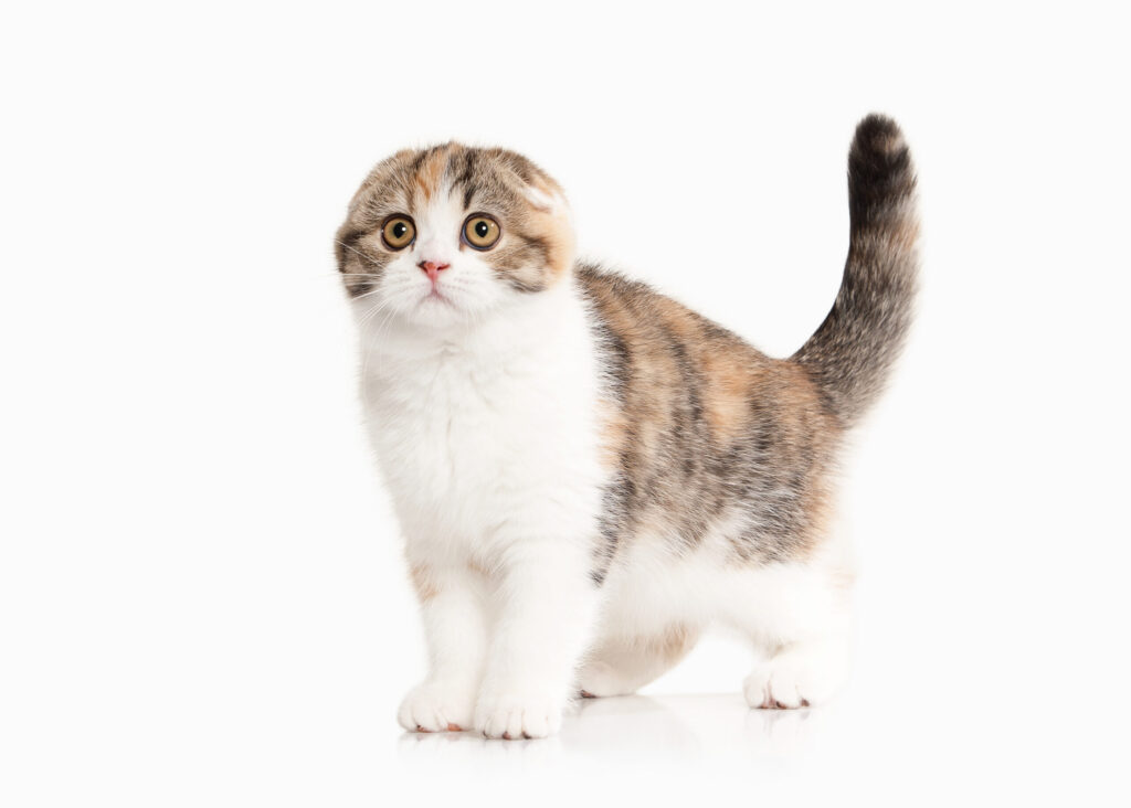Scottish Fold cat