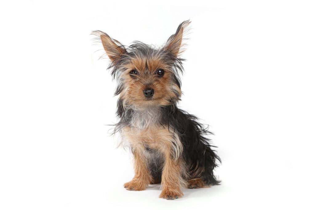 Micro Yorkie