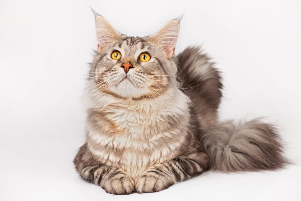 The Maine Coon Cat