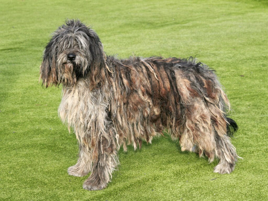 Big dogs that are hypoallergenic: Bergamasco Shepherd