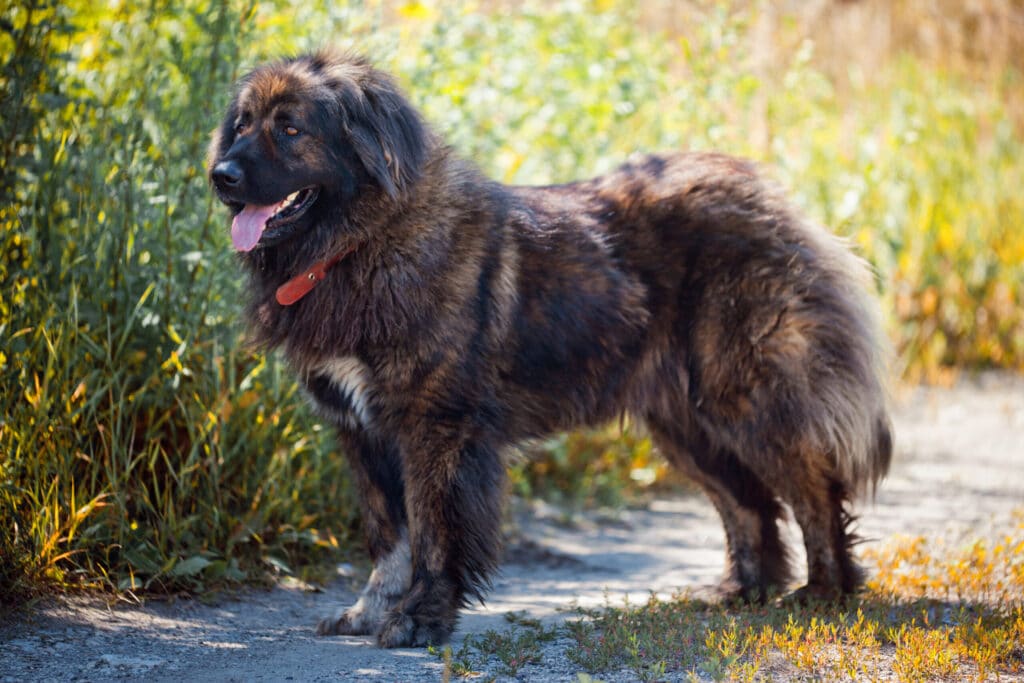 Caucasian Shepherd Dog