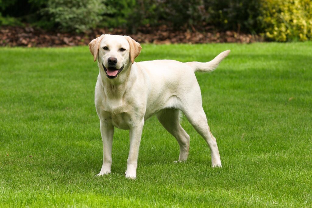 The Labrador Retriever