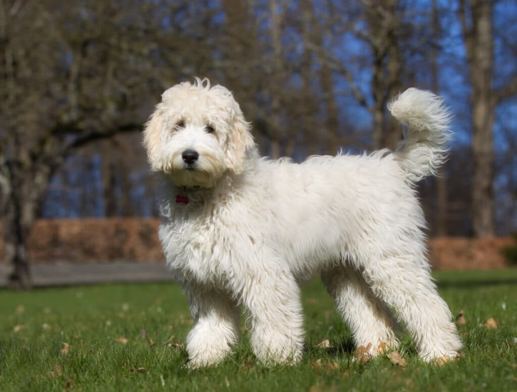 big dogs that are hypoallergenic: The Labradoodle, a very popular doodle cross breed