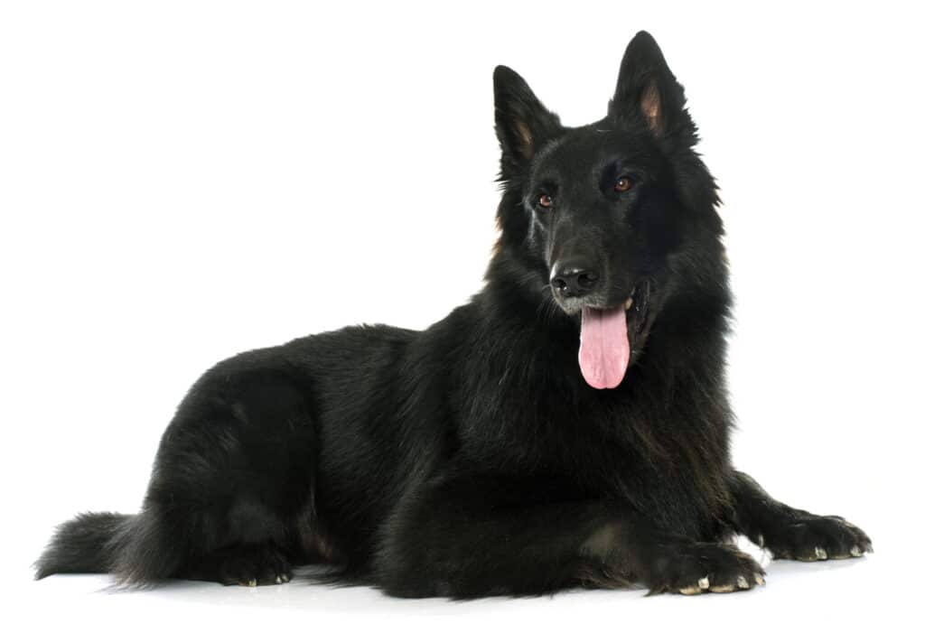 Belgian Shepherd Groenendael 