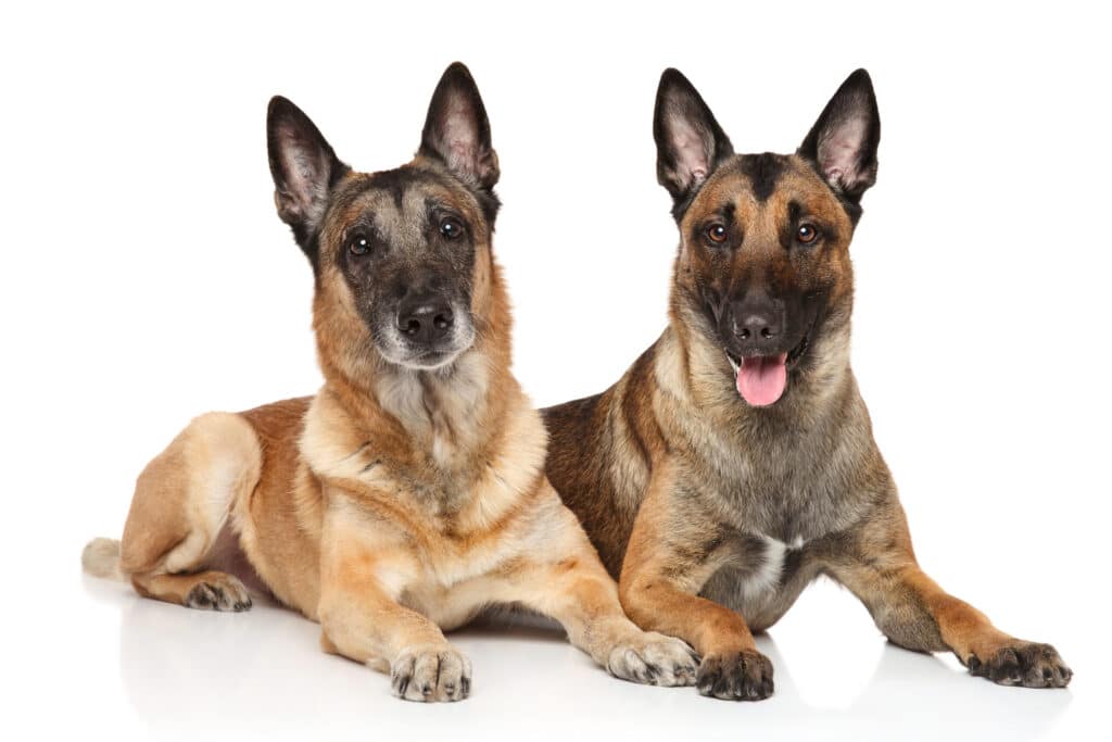 Belgian Malinois
