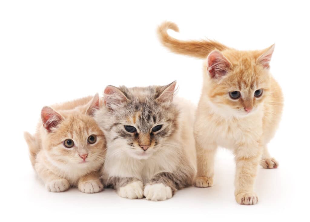 Girl Cat Names