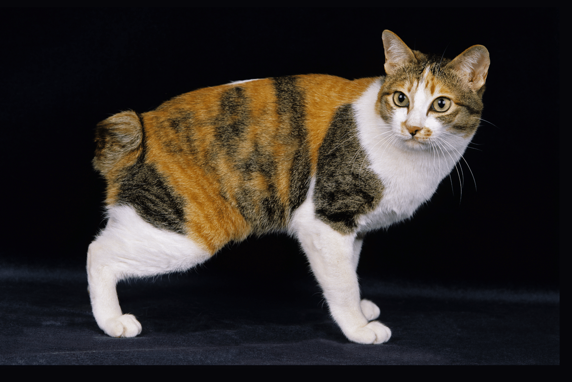 Why do some cats live longer than others?