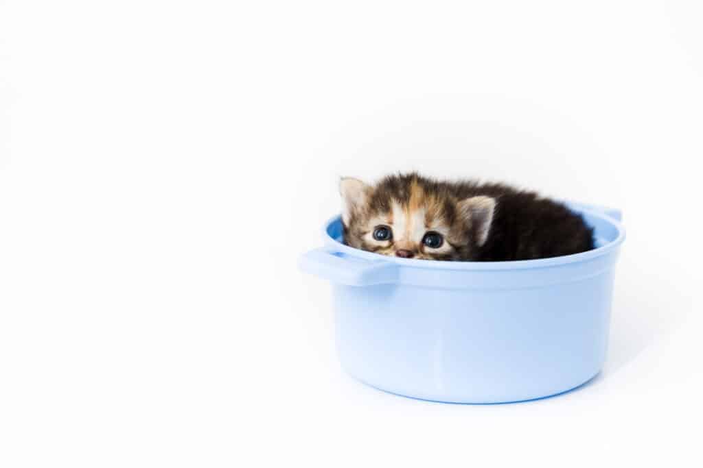 how to soothe a crying kitten