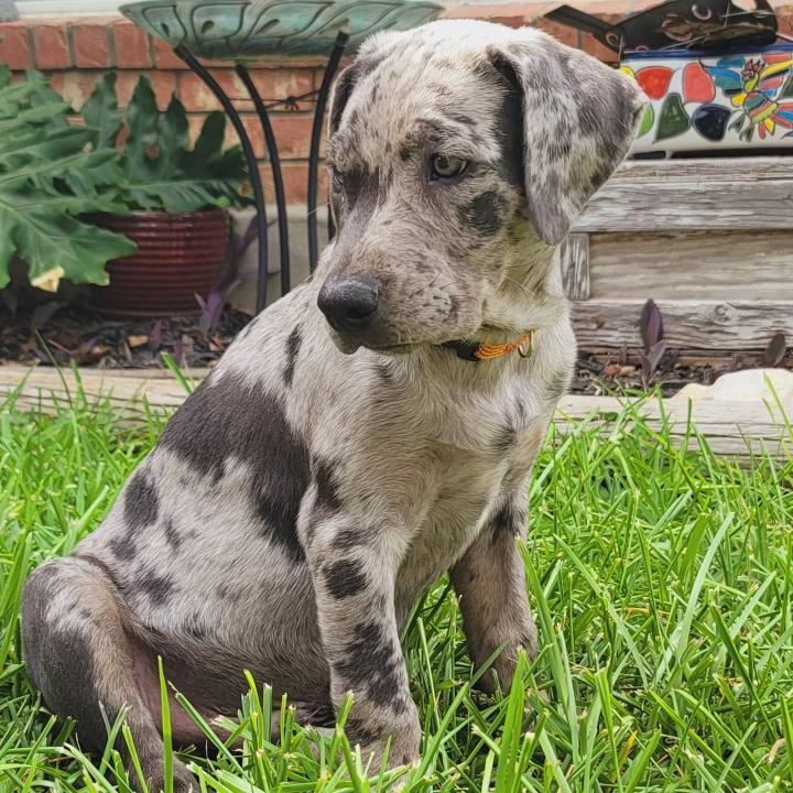 Catahoula mixed with Lab: Meet the amazing Labahoula