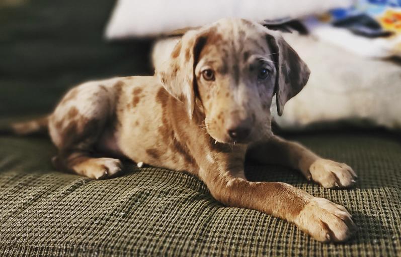 Catahoula mixed with Lab: Meet the amazing Labahoula