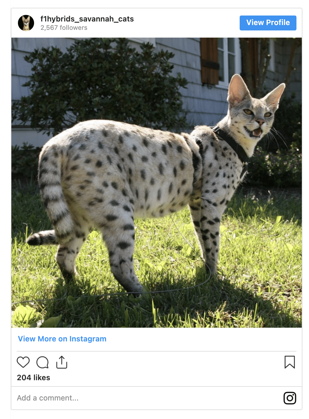 Savannah Cat