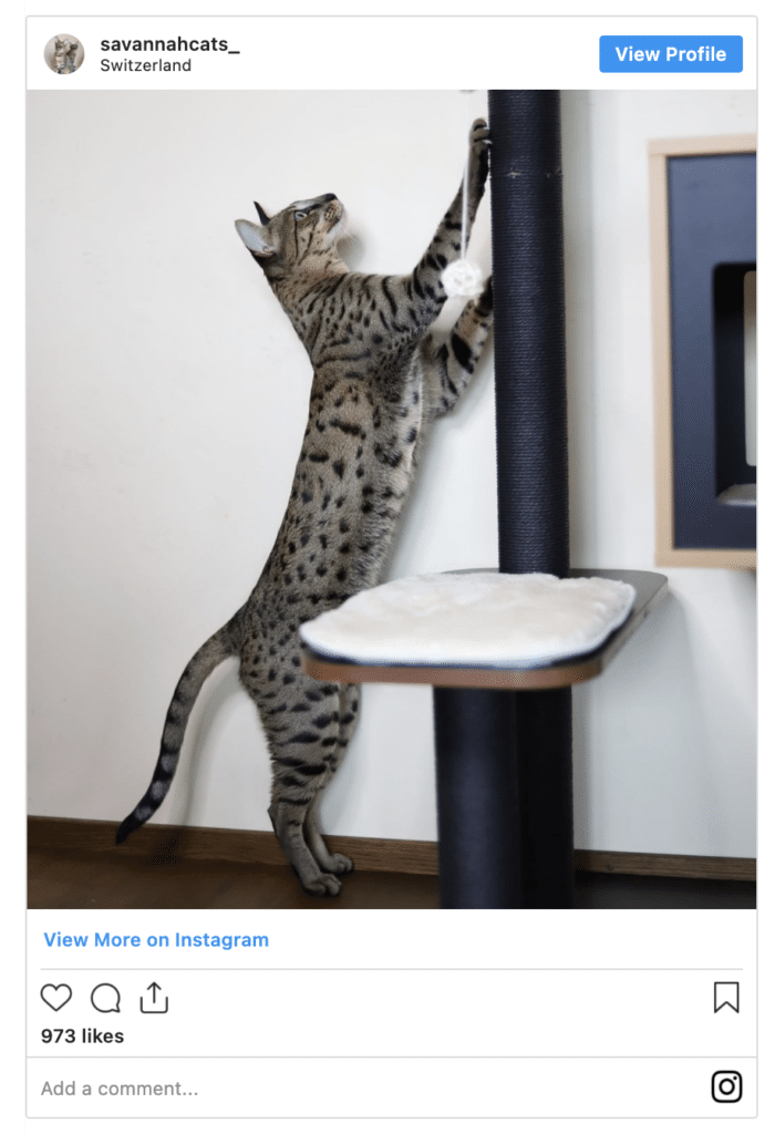 Savannah Cat