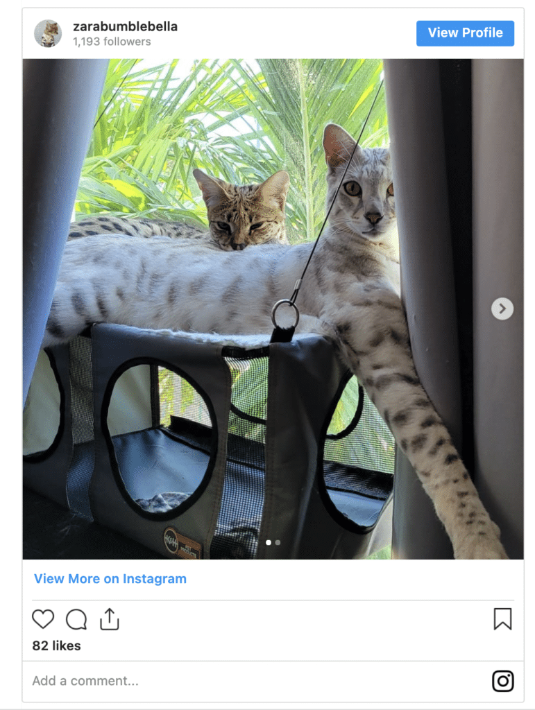 Savannah Cat