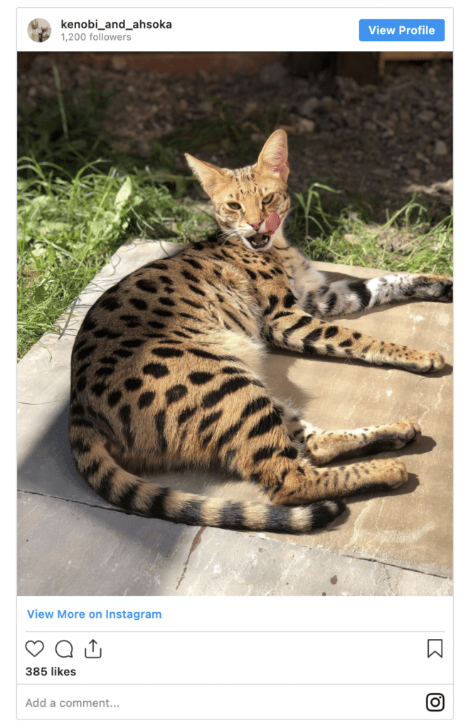 Savannah Cat