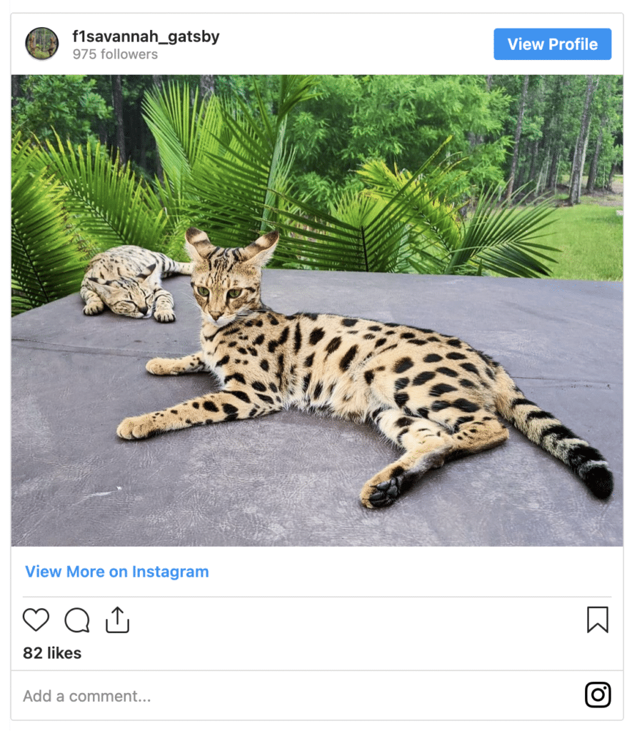 Savannah Cat
