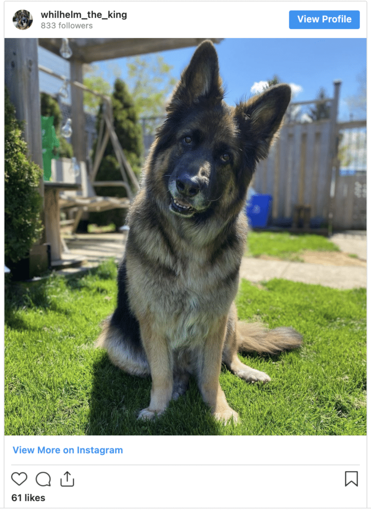 King Shepherd