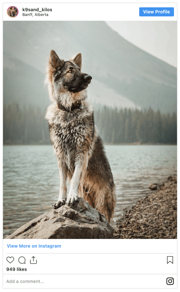 Shiloh Shepherd