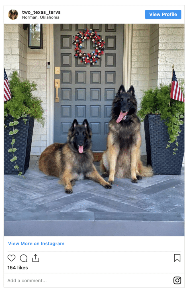 Belgian Tervuren Shepherd