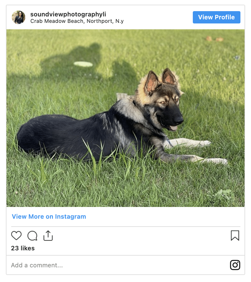 American Alsatian