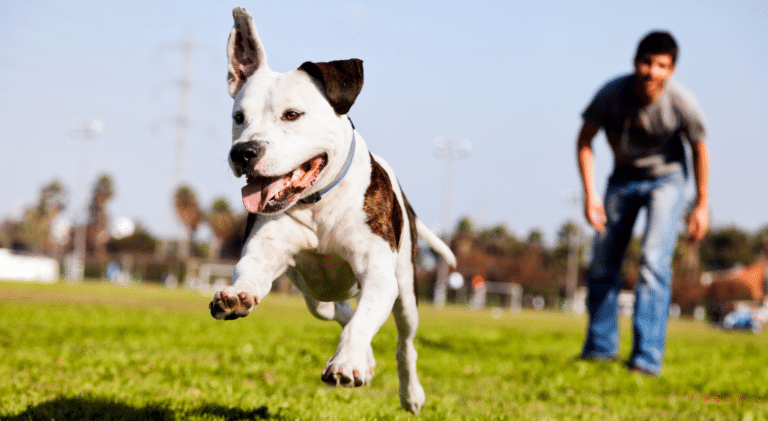 How to stop a dog from jumping up on strangers