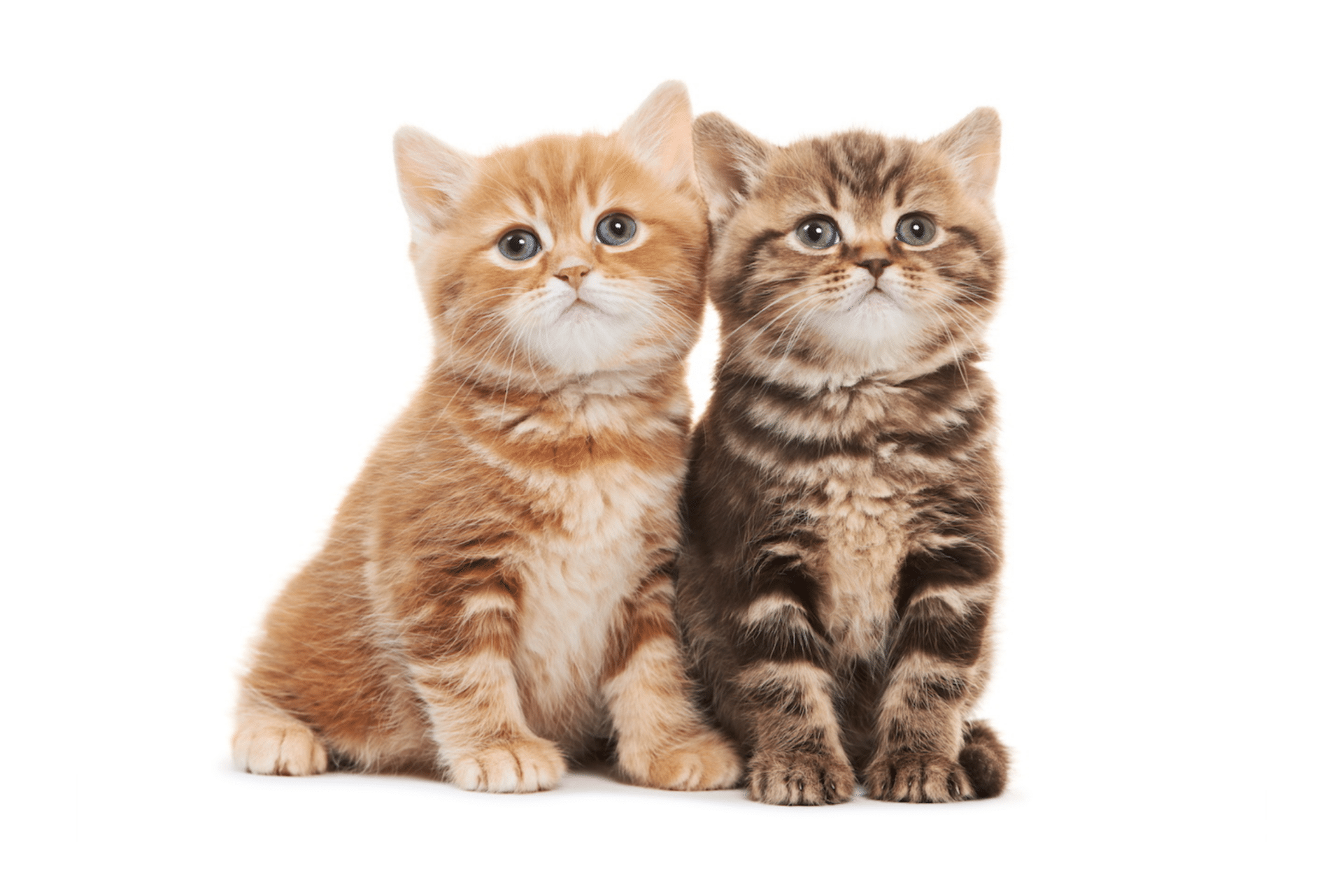 Girl Cat Names