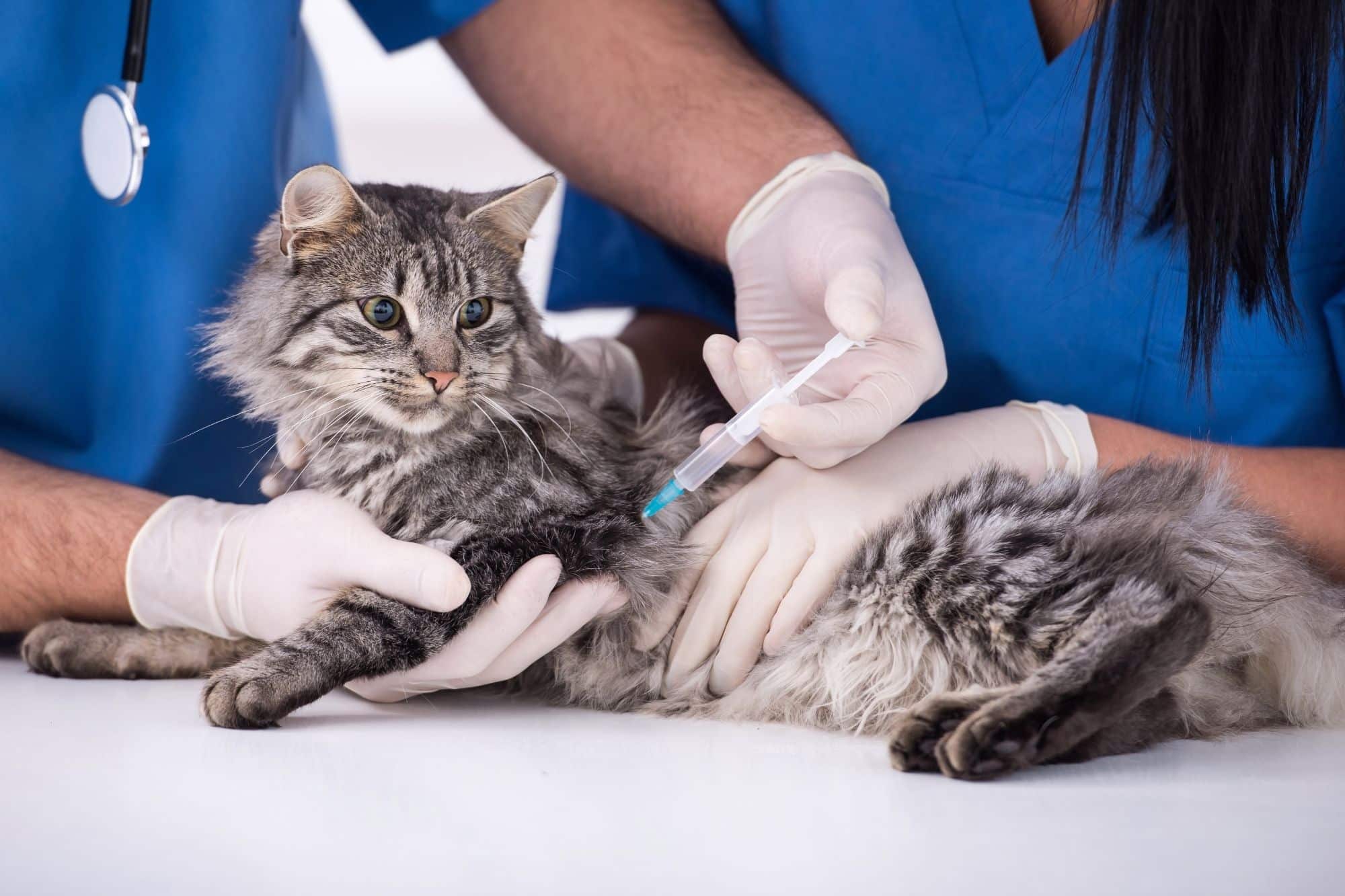 Why is my cat sneezing so much all of a sudden?