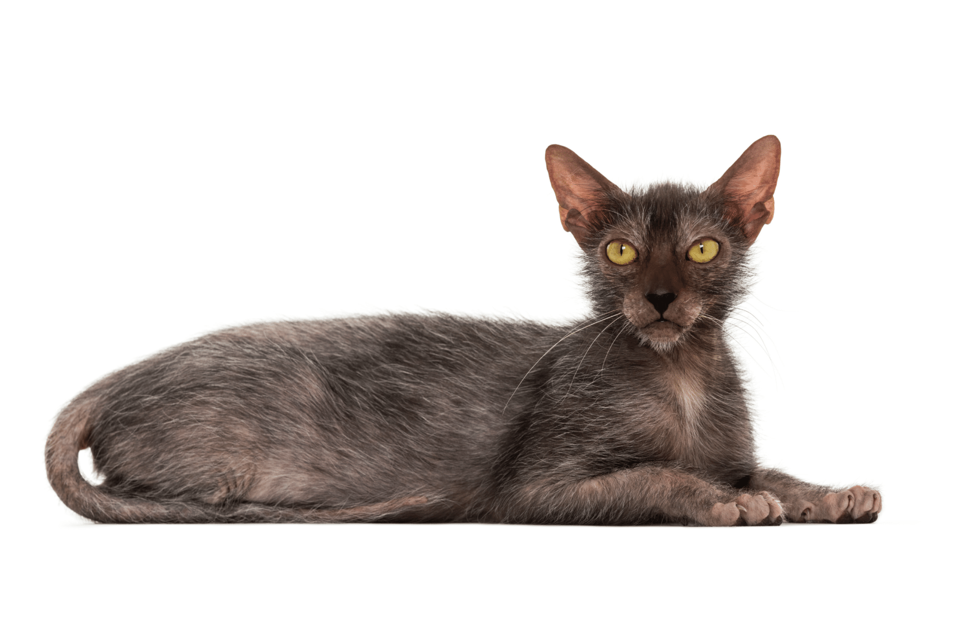 Wolfcat breed-Lycoi cat