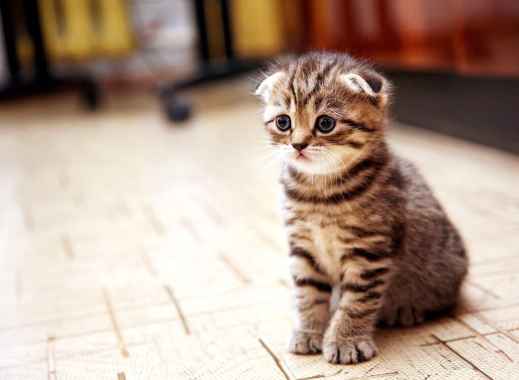 how to soothe a crying kitten