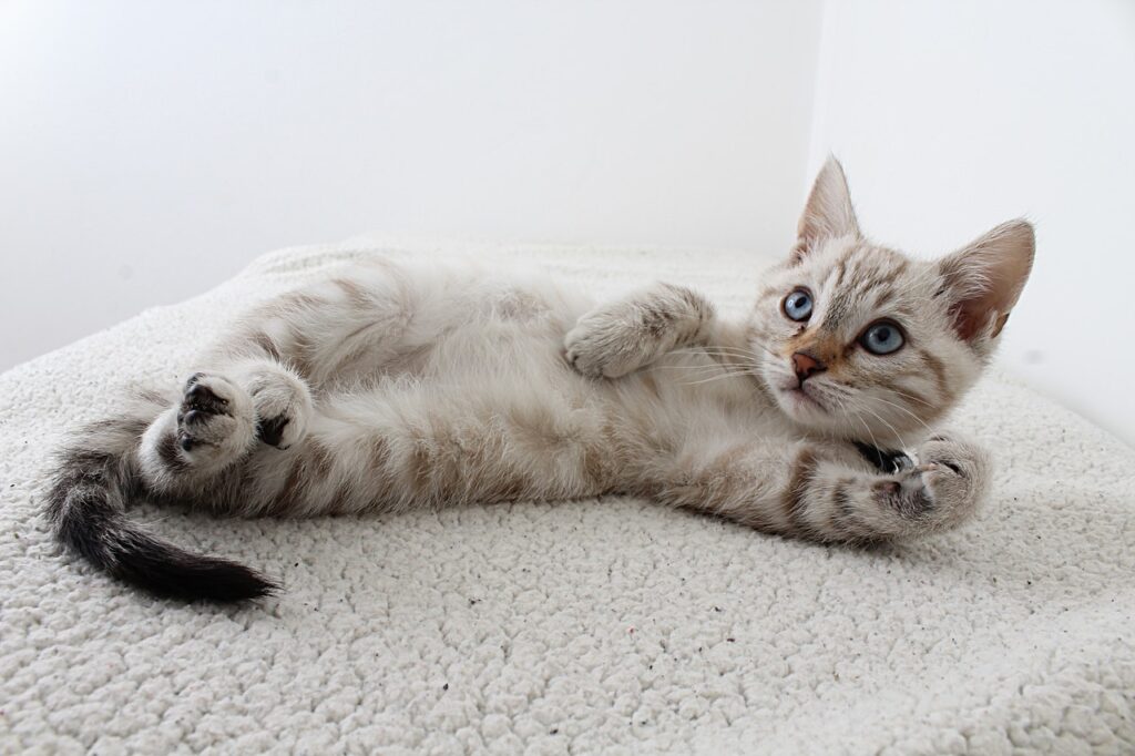A bored kitten can be hyper