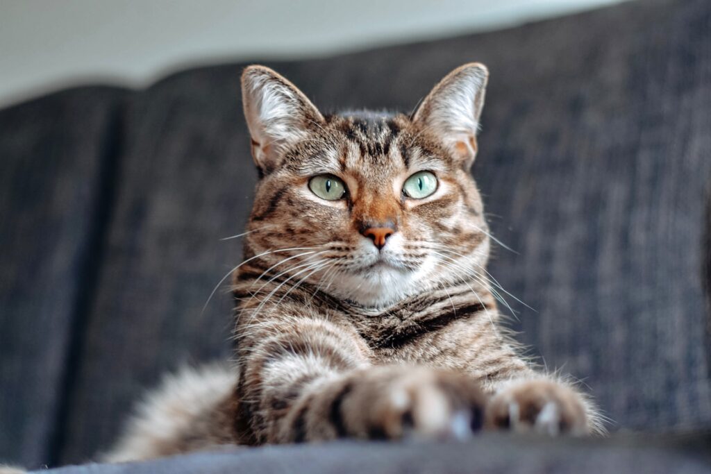 Pet cat