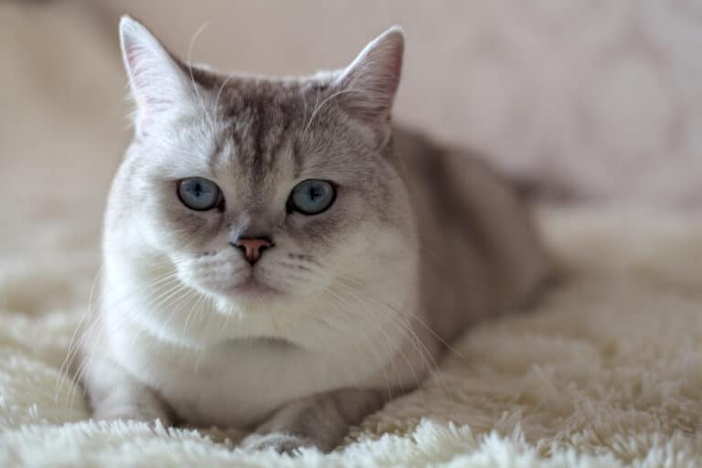 Why is my cat meowing so much all of a sudden