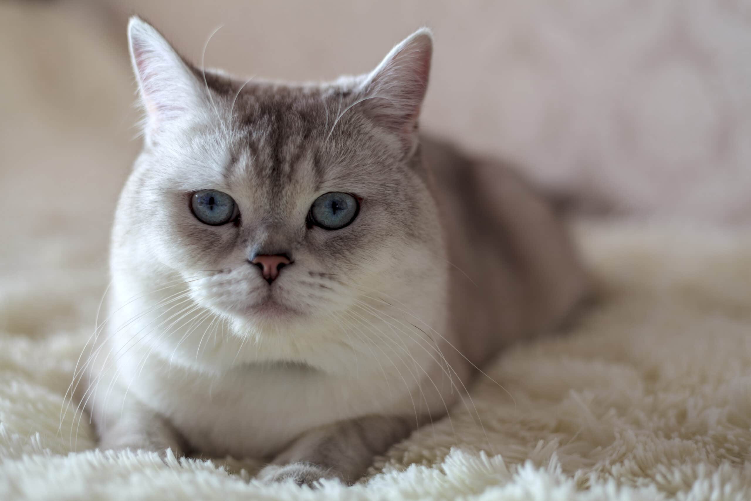 Why is my cat meowing so much all of a sudden