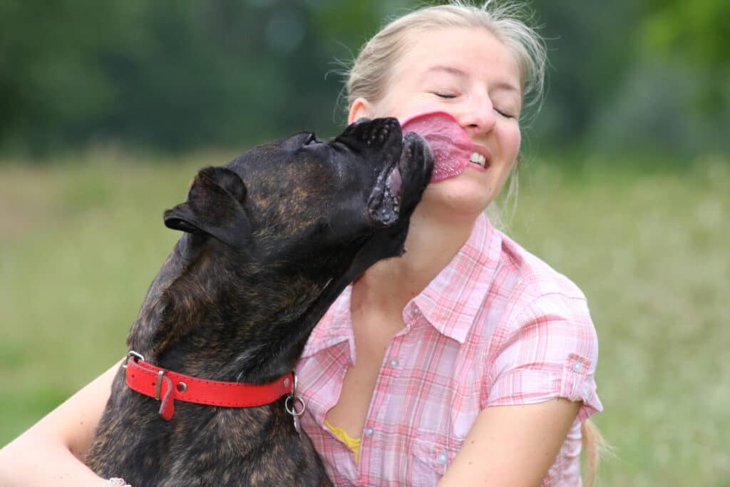 What does it mean when a dog licks your face