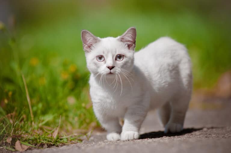 Which cats stay small