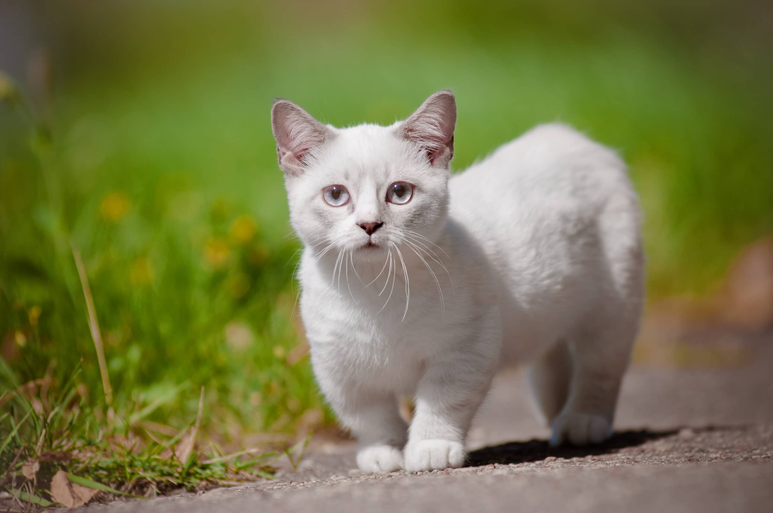 Which cats stay small