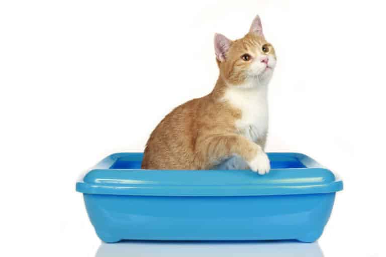 why is my cat pooping outside the litter box