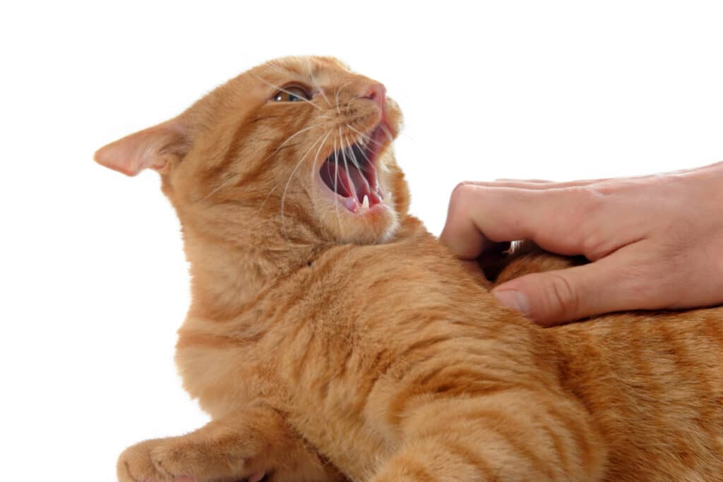 What to do when your cat is in heat? 8 helpful tips