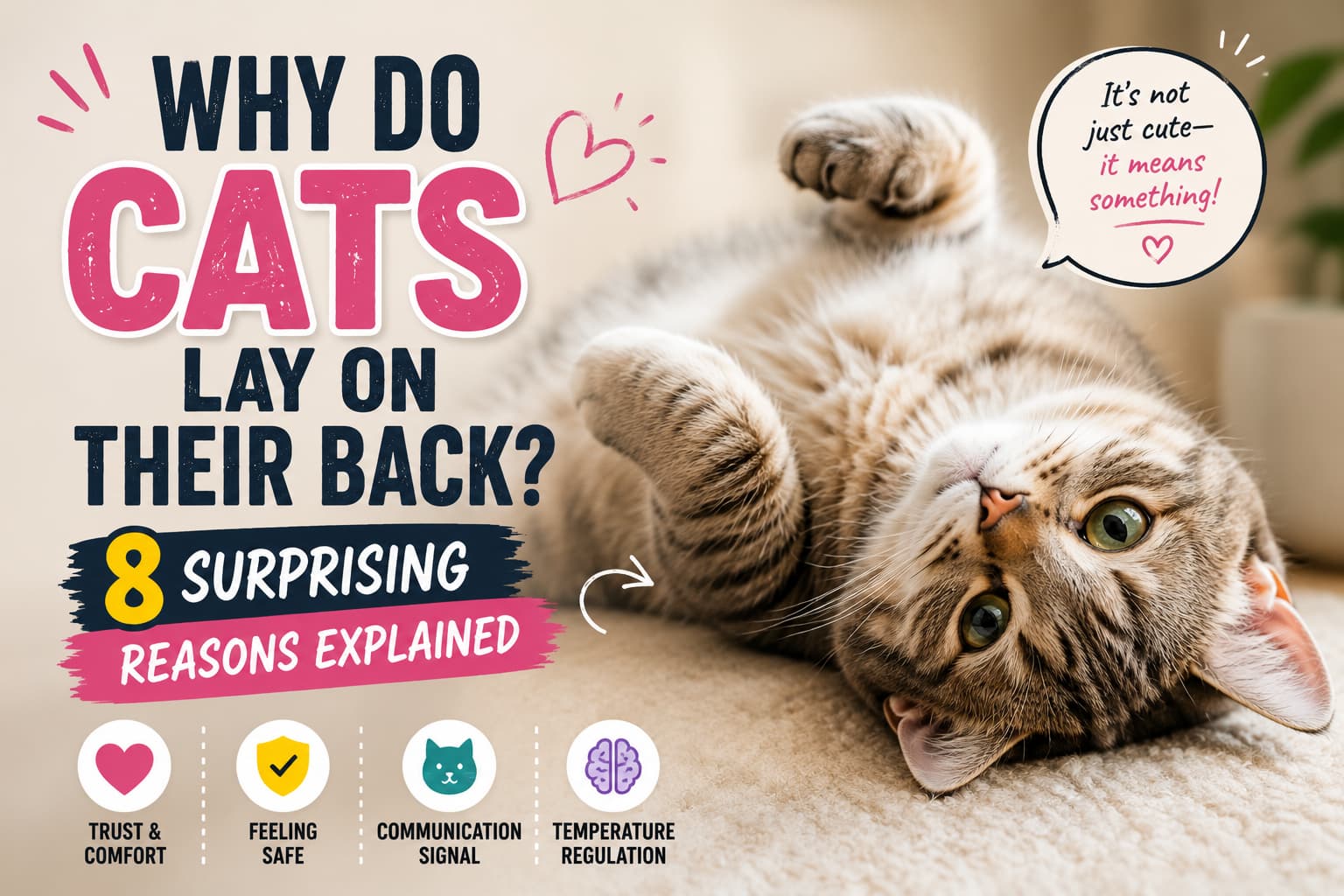 Why Do Cats Lay on Their Back
