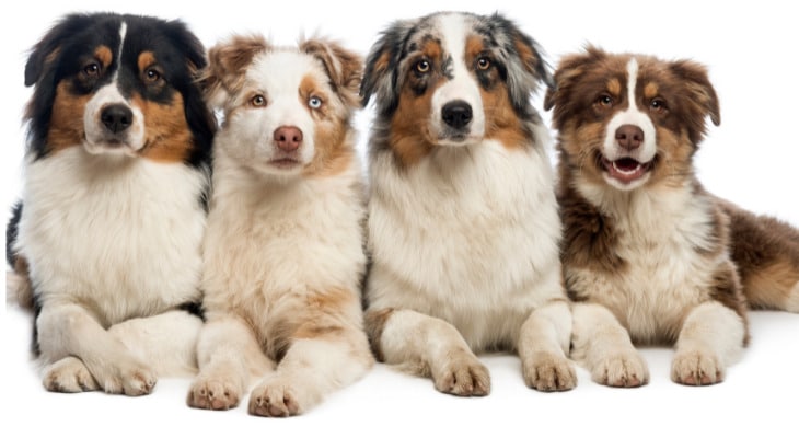 Are Australian Shepherds aggressive