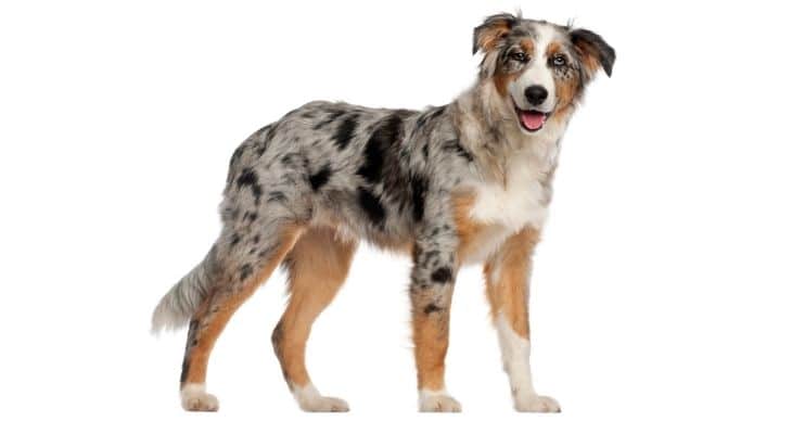 Australian Shepherd