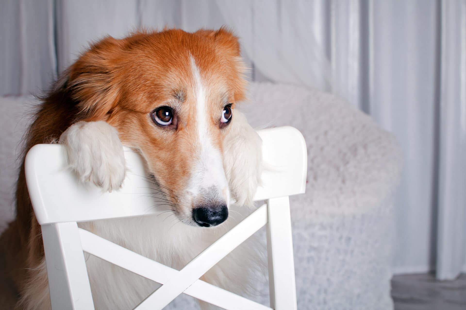 Signs a dog is depressed