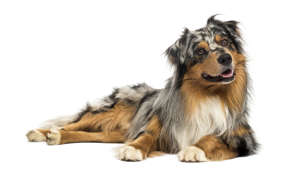 How much do Australian Shepherds cost?