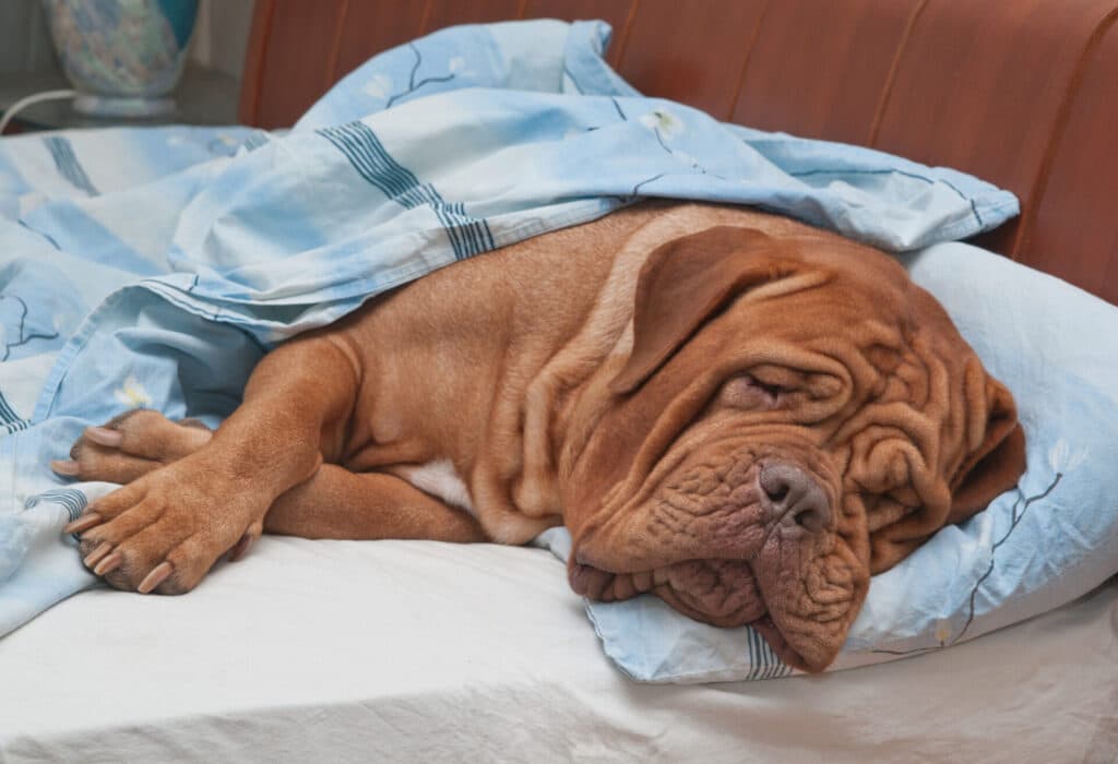 Signs a dog is depressed
