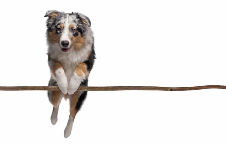 Do Australian Shepherds shed a lot of hair