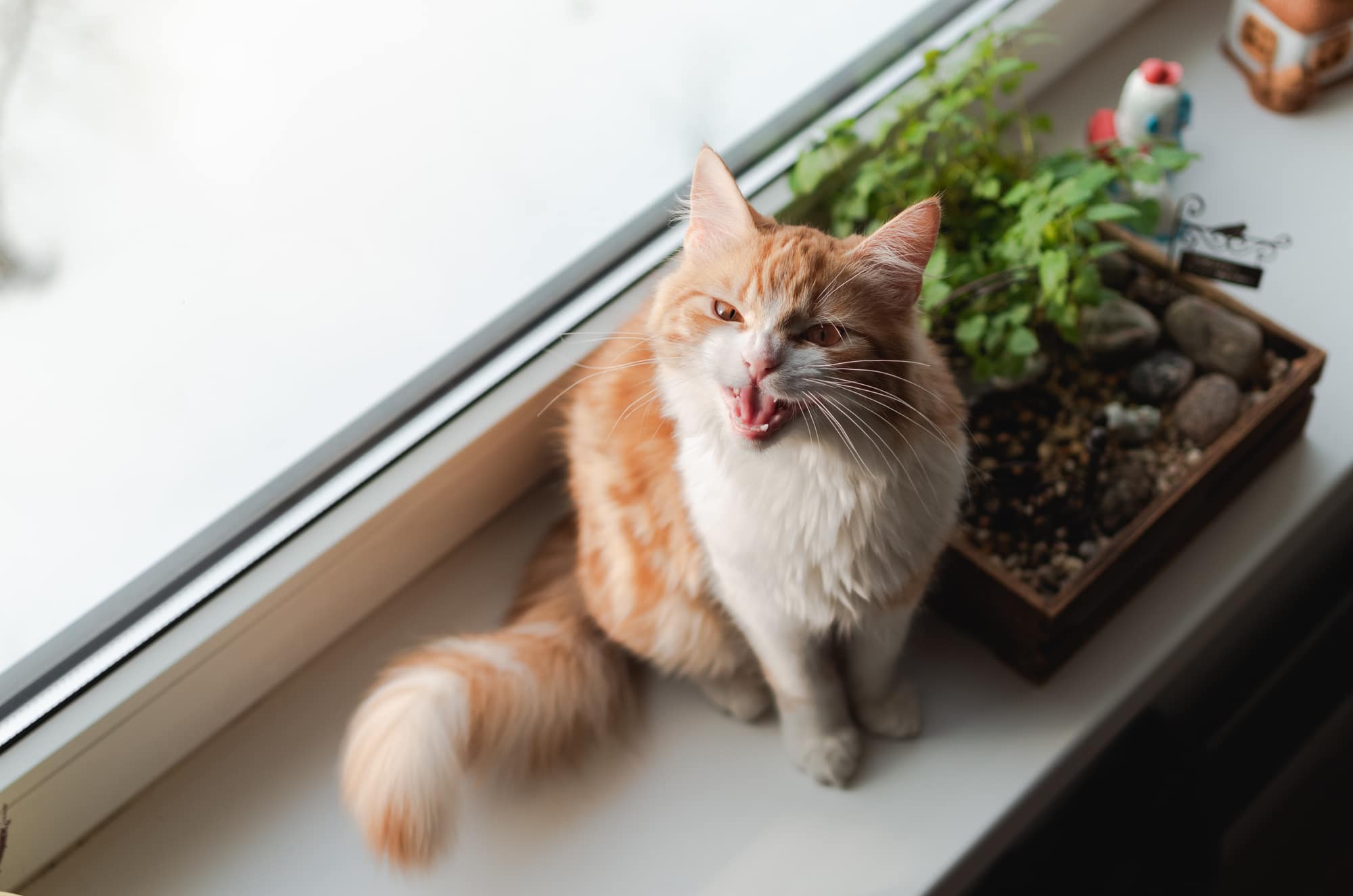 How to get two dominant cats to get along?