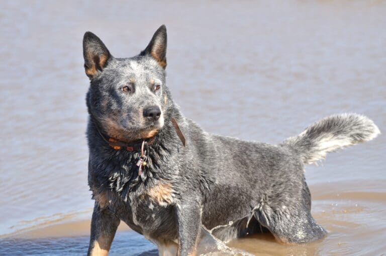 Australian Cattle Dog Behavior Issues