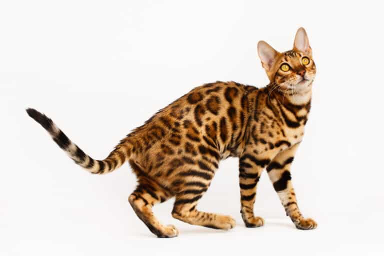 Bengal cat behavior issues