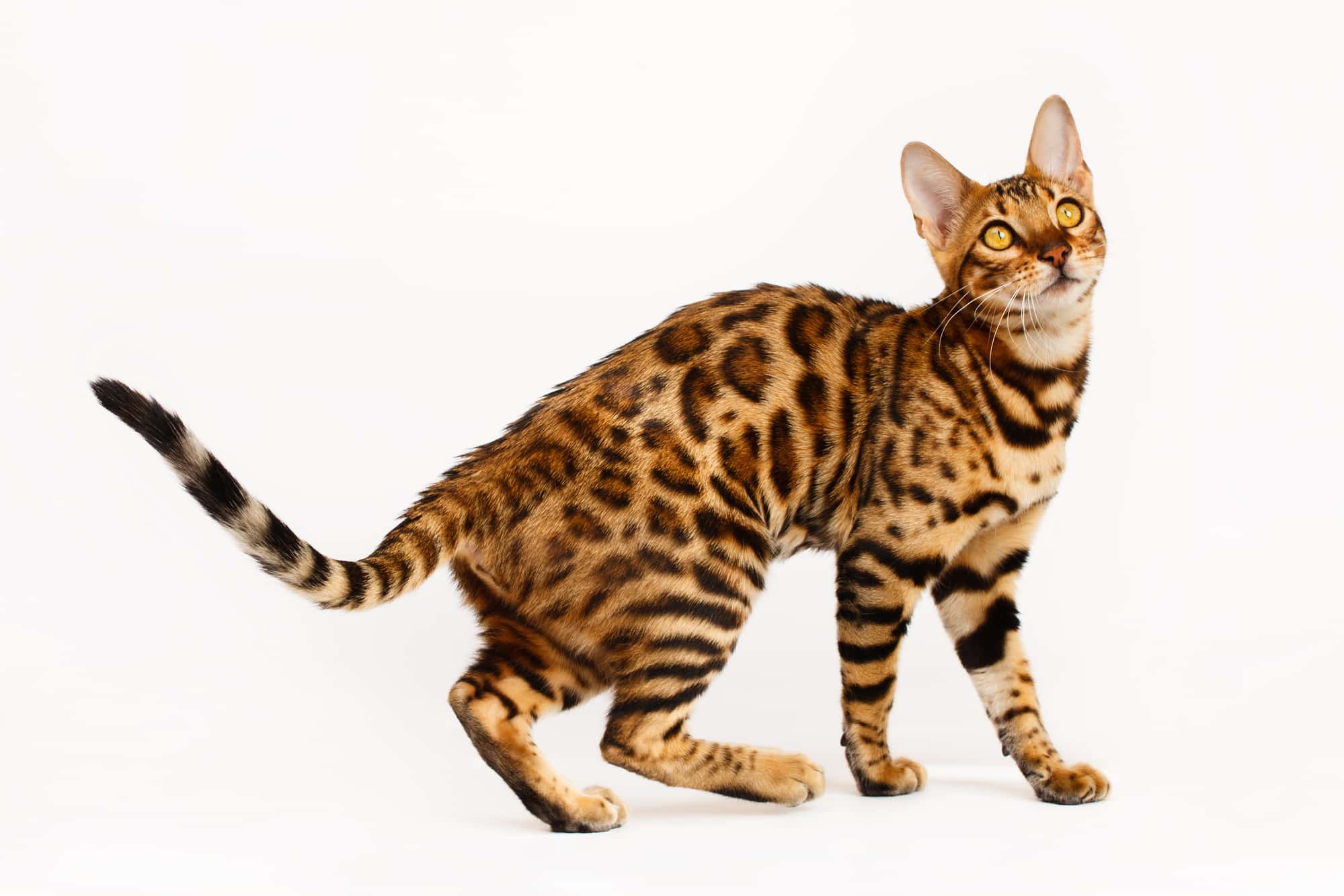 Bengal cat behavior issues